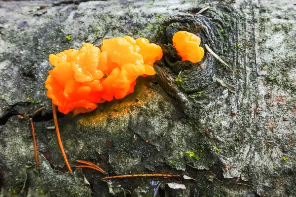 Pequenos Cogumelos Coloridos Casca Tronco Árvore Inverno — Fotografia de Stock