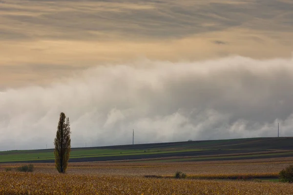 Solo Árbol Campos Con Una Pared Densa Niebla Blanca Suelo — Foto de Stock