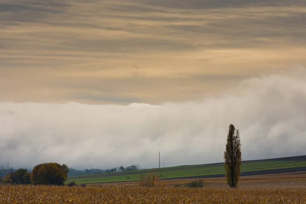 Поля Дерева Щільною Стіною Білого Туману Землі Під Час Заходу — стокове фото