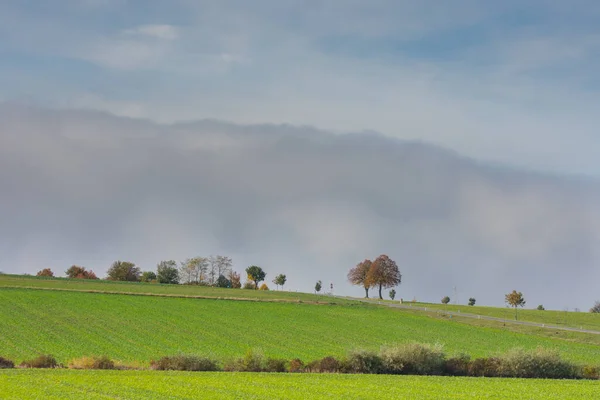 Одиночные Деревья Зелеными Полями Огромной Стеной Белого Тумана Над Землей — стоковое фото