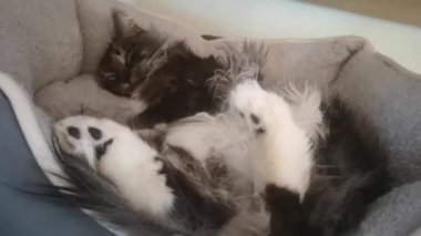 Yumuşak maine rakun kedisi, yumuşak pençeleriyle yatakta yatıyor.