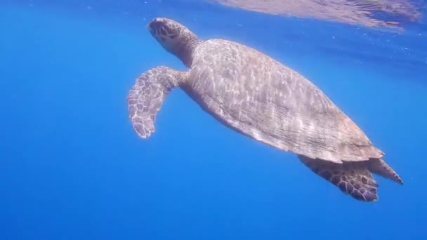 Amazing Green Seaturtle Swims Relaxed Blue Water Corals Egypt — Stock Video