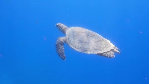 Amazing Green Seaturtle Swims Relaxed Breathing Surface Egypt — Stock Video