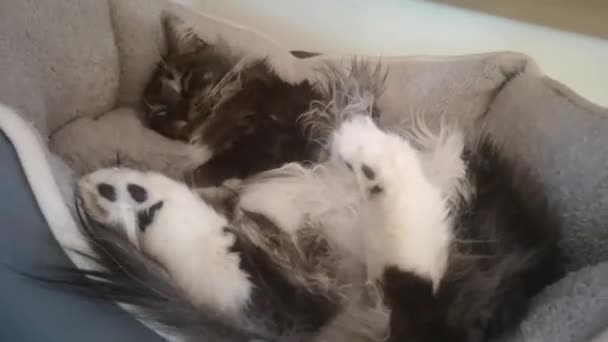 毛绒绒的海燕猫正躺在床上 用她柔软的爪子看着 — 图库视频影像