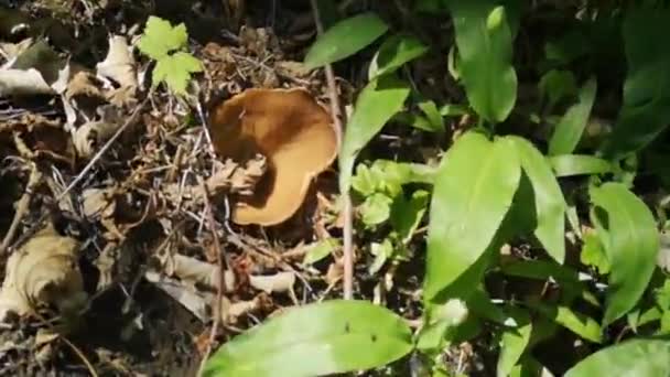 Fresh Tasty Morel Mushrooms Spring Hiking Forest — Stock Video