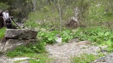 Dağlardaki soğuk, berrak bir süpürgede harika bir su çarkı.