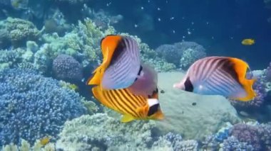 Üç kelebek balığı, Mısır 'da taçlandırılmış bir denizanasını yer.