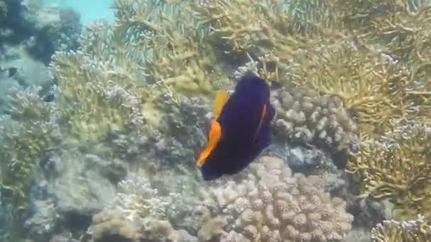 Маленькая Желтохвостая Рыбка Плавает Чистой Морской Воде Египте — стоковое видео