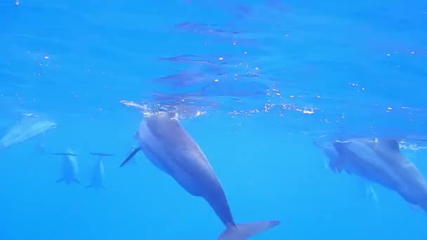 多くのイルカが水面近くを泳ぎエジプトの海の底に飛び込み ロイヤリティフリーストック映像