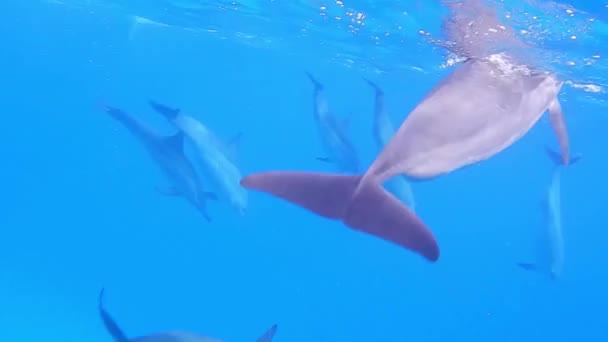 Снорк Між Багатьма Дельфінами Під Час Відпустки Єгипті — стокове відео