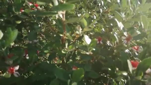 Πολλά Άνθη Από Θάμνο Γκουάβα Από Κήπο Καλοκαίρι — Αρχείο Βίντεο