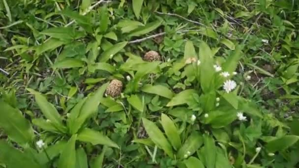 春天的时候 在森林里的地板上 绿色的植物之间夹着美味的新鲜的莫雷尔 — 图库视频影像