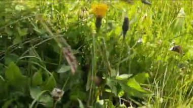 Dağlarda yürürken yeşil çayırların arasından elini uzatır.