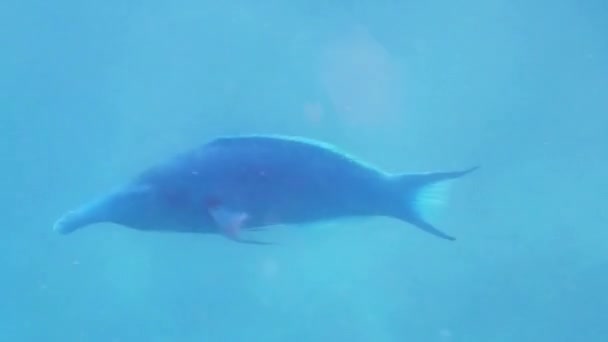 緑の鳥の口ラス魚はエジプトの水の中をとても緊張して泳ぎ — ストック動画