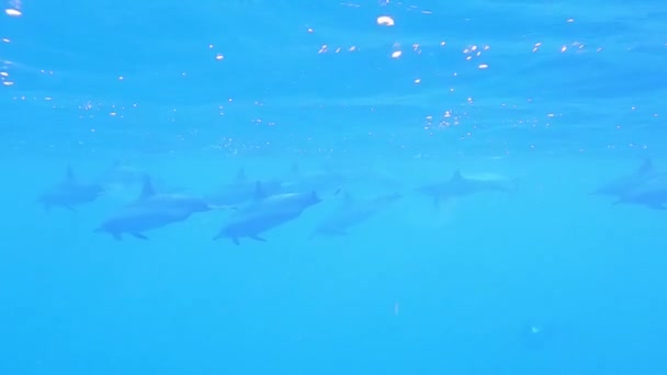 Велика Школа Дельфінів Під Час Дайвінгу Червоному Морі Відпочинку Єгипті — стокове відео