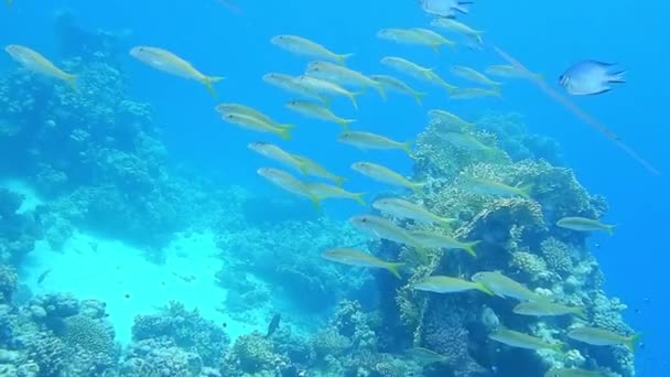 Множество Различных Рыб Время Погружения Красном Море — стоковое видео