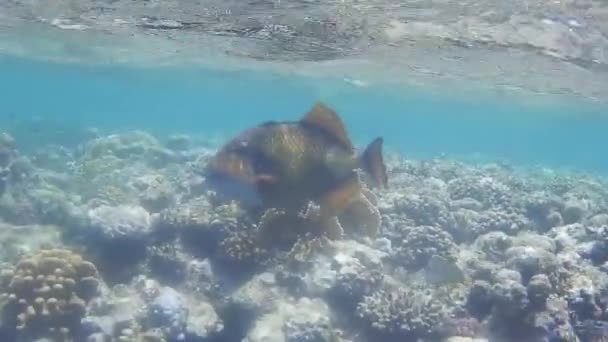 Singolo Pesce Grilletto Verde Nuota Nasconde Tra Coralli Egitto — Video Stock