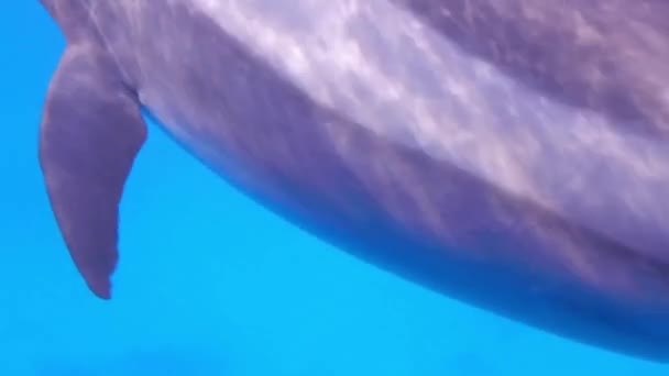 Один Дельфін Дивиться Камеру Інші Грають Блакитній Воді Єгипту — стокове відео