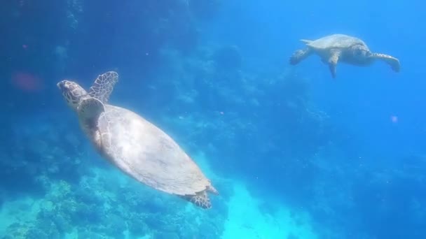 바다거북 마리가 바다에서 — 비디오