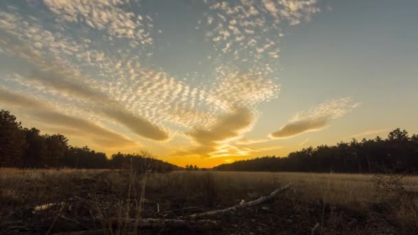 Время Прекрасными Облаками Плоском Ландшафте Лесом Время Заката — стоковое видео