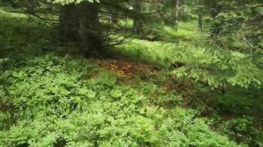 Yazın binlerce taze sarı Chanterelle 'in olduğu ormanda.
