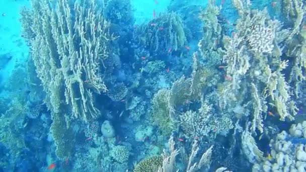 Muitos Peixes Visão Larga Água Azul Mar Egito — Vídeo de Stock