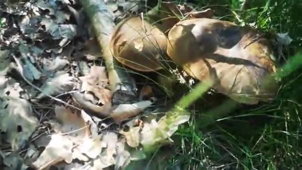 Δύο Φρέσκα Νόστιμα Dotted Κοτσάνι Boletus Στο Πάτωμα Του Δάσους — Αρχείο Βίντεο