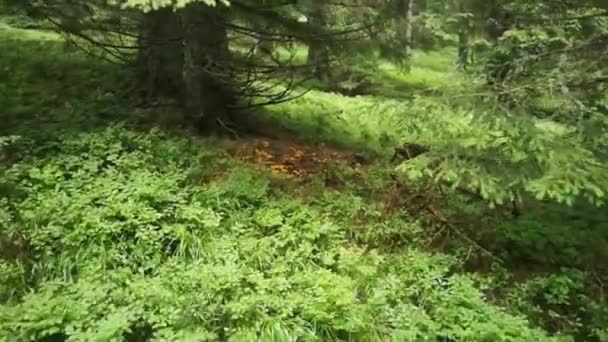 Θέση Στο Δάσος Χιλιάδες Μικρά Φρέσκα Κίτρινα Chanterelles Καλοκαίρι — Αρχείο Βίντεο