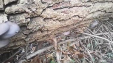 Kışın ormandaki bir ağaç gövdesinde bir sürü taze istiridye mantarı.