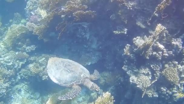 Niesamowite Zielony Żółw Morski Unoszący Się Czerwonym Morzu Egipcie — Wideo stockowe