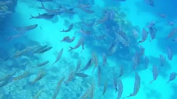 Grande Escola Listrado Pescado Durante Mergulho Egypt Mar Vermelho — Vídeo de Stock