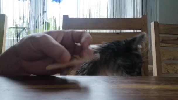 Kis Kedves Maine Mosómedve Macska Játszik Egy Körömreszelővel Asztalon Jogdíjmentes Stock Felvétel