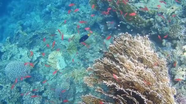 エジプトの紅海のサンゴには色鮮やかな魚がたくさんいます — ストック動画