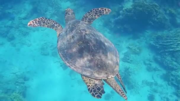 Wonderful Single Green Turtle Hovers Very Slowly Clear Water Red — Stock Video