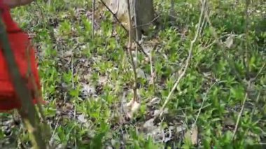 İlkbaharda bir ormanda bir sürü taze, lezzetli moral.