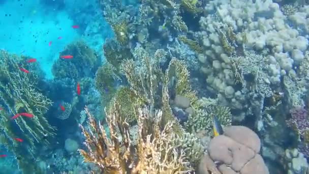エジプトの紅海で素晴らしいサンゴやカラフルな魚をダイビングし — ストック動画