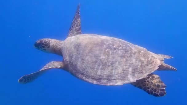 Enkele Groene Zeeschildpad Zwemt Naar Oppervlakte Blauw Helder Water Tijdens — Stockvideo