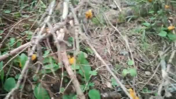夏のハイキング中に森の中で新鮮な黄色のシャンテルがたくさんあります — ストック動画