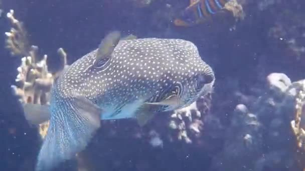 Pufferfish Manchado Branco Que Paira Mar Vermelho Egypt — Vídeo de Stock