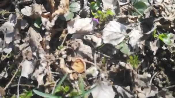 Molti Funghi Spugnola Tazza Fresca Nel Pavimento Della Foresta Con — Video Stock