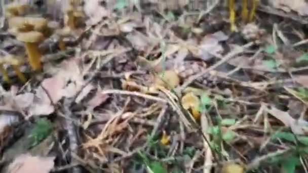 Χιλιάδες Φρέσκα Τρομπέτα Ψάλτες Στο Πάτωμα Του Δάσους Φθινόπωρο — Αρχείο Βίντεο