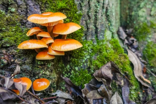 orange golden needle mushrooms on a tree trunk with green moss in the winter