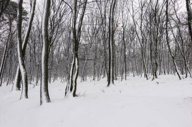 forest with snow at the tree trunks during hiking in winter
