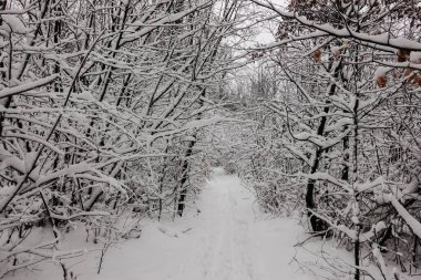 hiking path with lot of snow at the branches from trees and shrubs in the forest