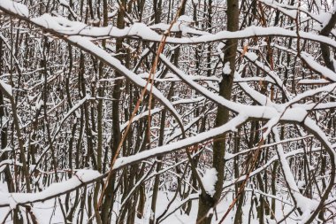 lot of dense shrubs with lot white fresh snow in the forest detail view