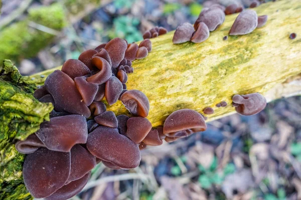 Muitos Cogumelos Orelha Madeira Fresca Uma Vista Arbusto Ancião Morto — Fotografia de Stock