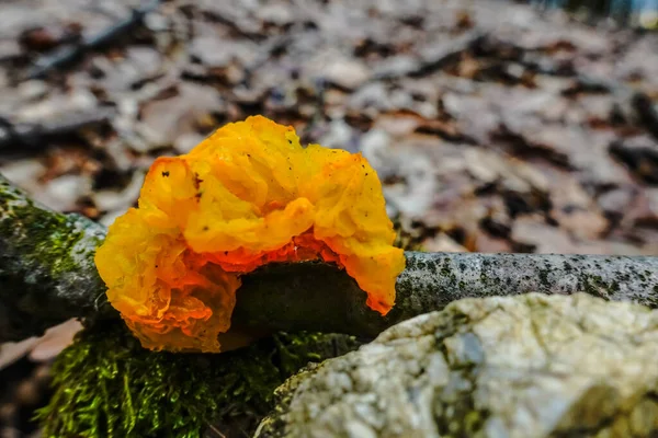 Cogumelo Ouriço Geleia Laranja Uma Árvore Visão Detalhes Inverno — Fotografia de Stock