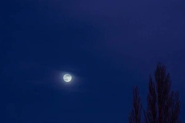Сяючий Місяць Небі Під Час Синьої Години Деревом Передньому Плані — стокове фото