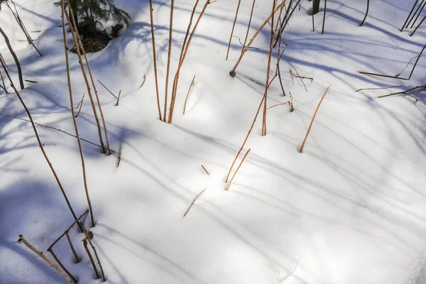 Plantas Sombras Sol Nieve Durante Senderismo —  Fotos de Stock