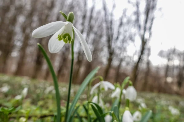 Széles Nyitott Virágzás Egy Hóvirág Erdőben Tavasszal — Stock Fotó